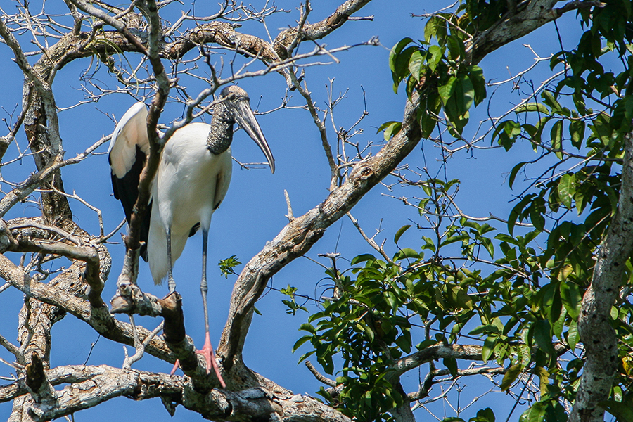 Belize cicogna