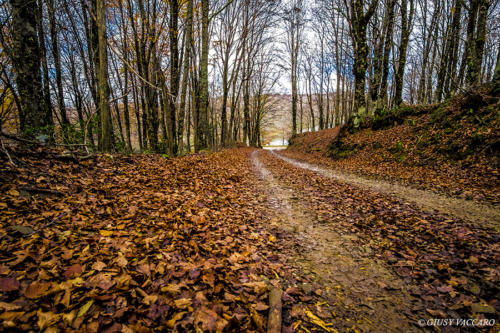 Foliage sui Nebrodi